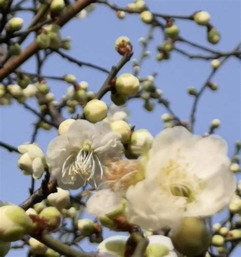 梅花吉祥話|梅花的花语象征与寓意：认识梅花独特的魅力和深厚的文化内涵